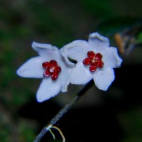Hoya pauciflora Wight